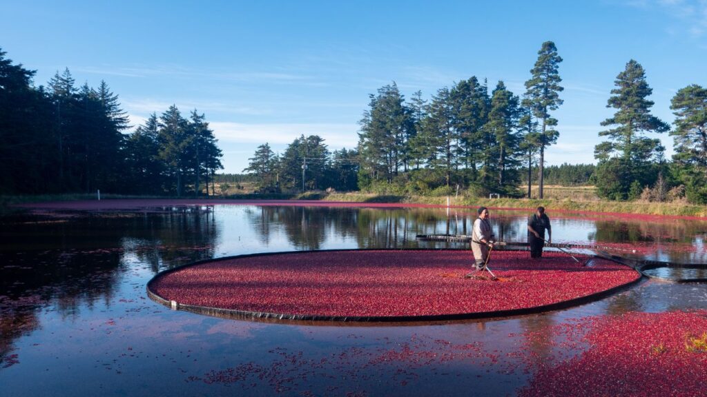 cranberry field spiders