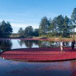 cranberry field spiders