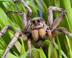 Australian wolf spiders