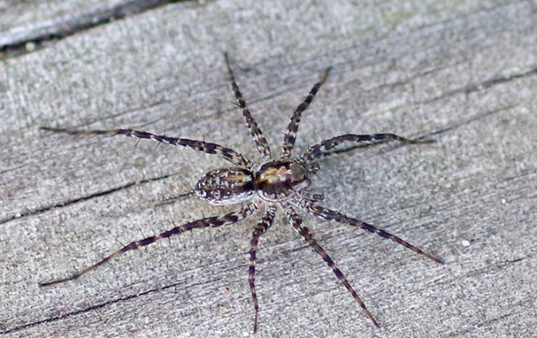 Bog Spiders